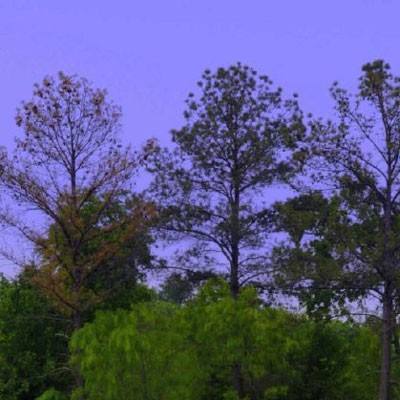 伊朗称向美航母发射导弹