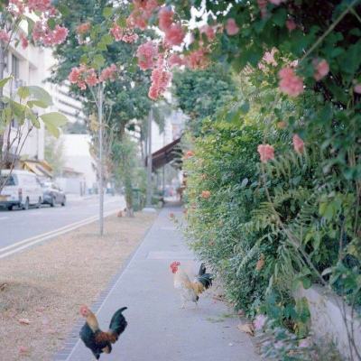 伊朗战争扰乱卡塔尔LNG供应,全球市场前景与亚洲需求预期双双承压