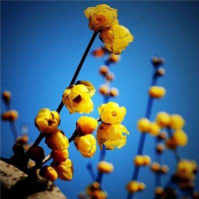 我的小镇:警察与强盗