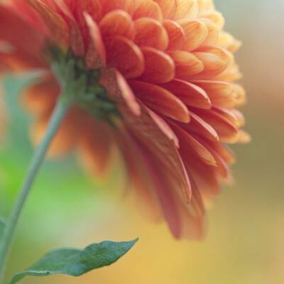 宇树科技科创板IPO申请获受理,...