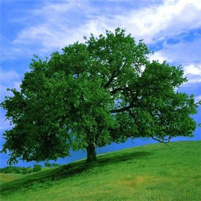 黄金价格大幅上调！银行集体提示风险 投资者陷“去留两难”