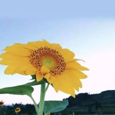 澳稀土企业CEO：中国封喉，美国自保，德国和韩国处境相当危险