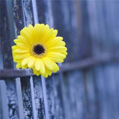 科创综指ETF南方(589660)跌1.58%,成交额4026.96万元