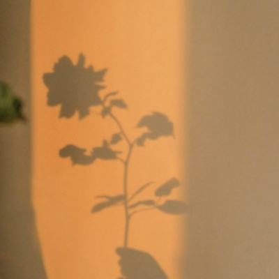 日清食品:2025年收入同比增长4.96%