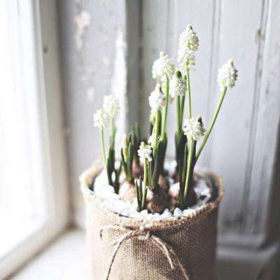 无人车进山、全链路提速!顺丰以科技护航碧螺春“头采”鲜度