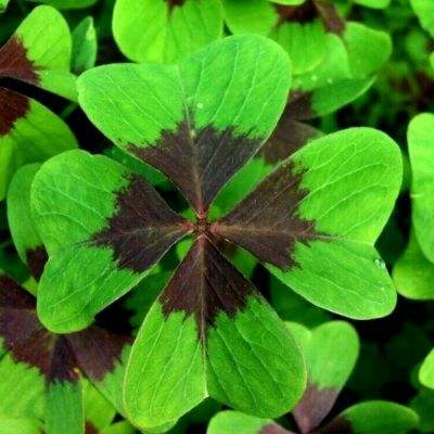 神庙逃亡2(无限启程)