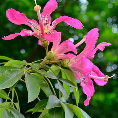 美联航缩减更多经济舱座位,改用全新布局扩容高端客舱