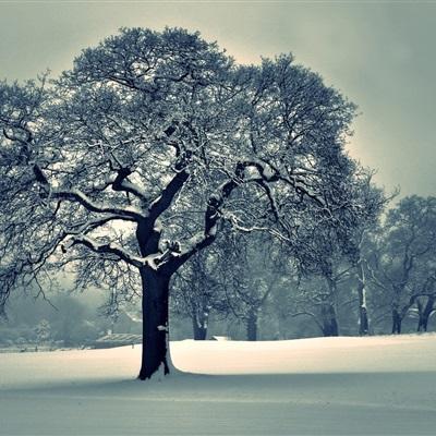 少接待3100万人次！海底捞全年“惨淡”：关停搬迁85家，减员1.1万员工