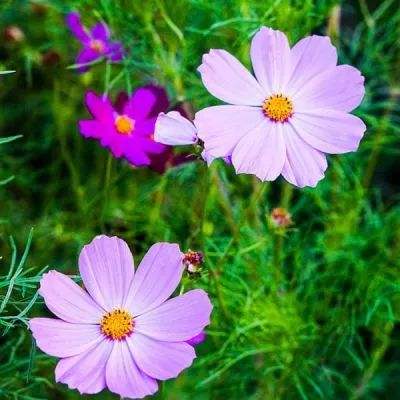 泰国将“武安侯”植入征兵海报