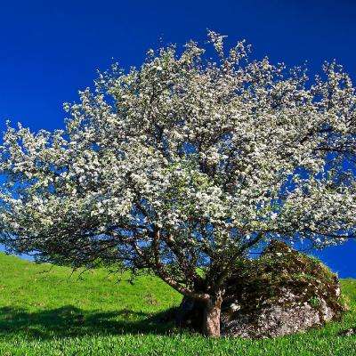 金价涨幅扩大 有关伊朗战争谈判的报道带来喘息之机