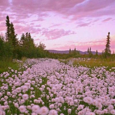 Pimco倾向于逆主流投资 料主要央行未必如市场预期加息