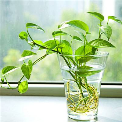 斯柯达将终止在中国销售，大众中国回应