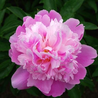 创始人去世4年后赤峰黄金易主!80后遗孀超百亿交易后将彻底离场