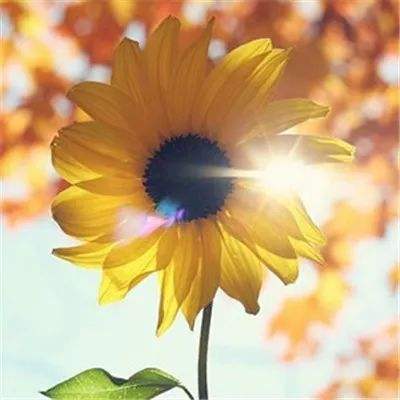 斗罗大陆神界传说BT(满V版)