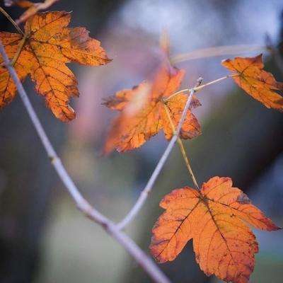 欧洲央行管委:眼下讨论欧洲央行何时加息为时尚早